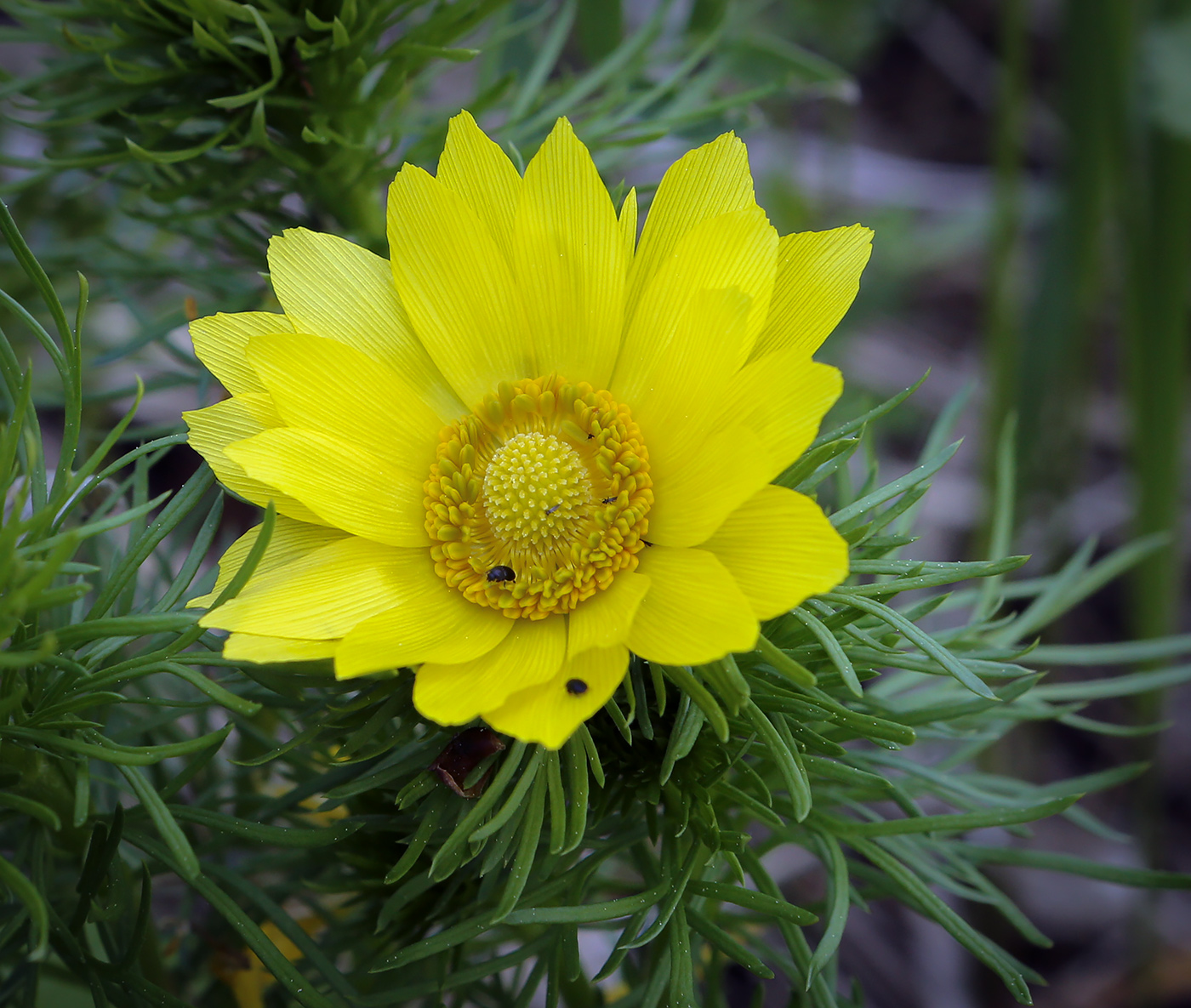 Image of Adonis vernalis specimen.