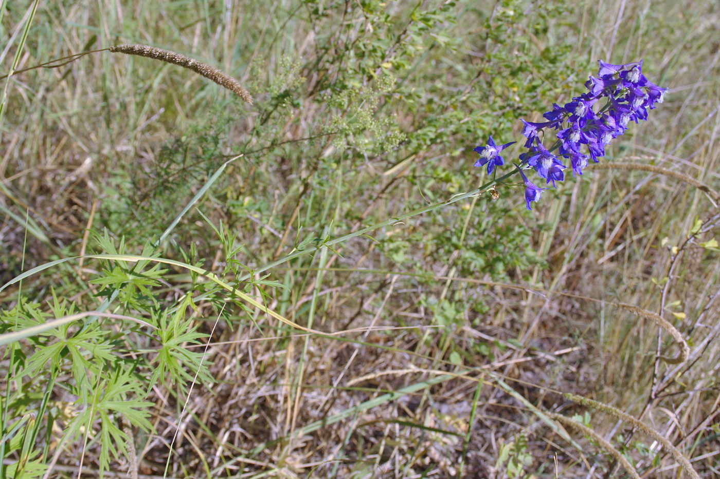 Image of genus Delphinium specimen.