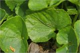 Viola sororia