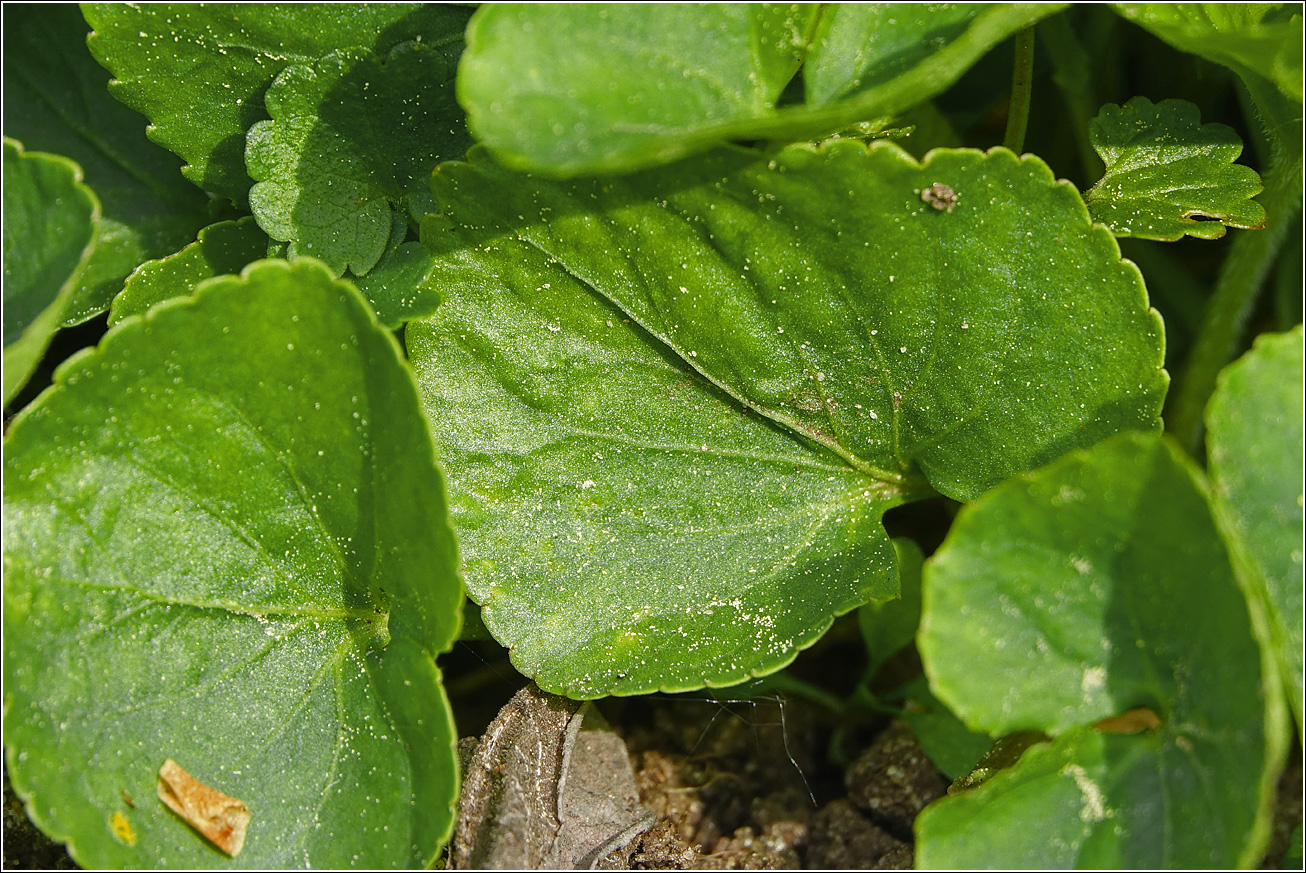 Image of Viola sororia specimen.