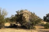 род Tamarix. Вегетирующее растение с плодоносящим Clematis orientalis в кроне. Узбекистан, Ташкентская обл., восточное побережье Туябугузского водохранилища, редколесье, глинисто-песчаная почва. 07.10.2021.