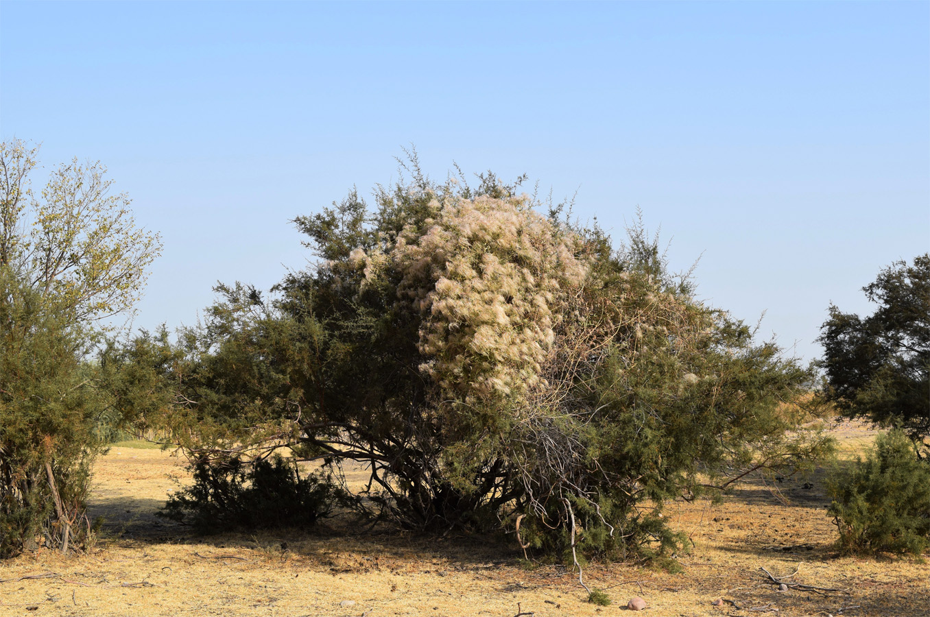 Image of genus Tamarix specimen.