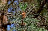 Pinus tabuliformis
