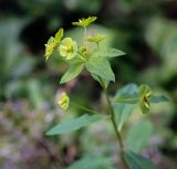 Euphorbia squamosa. Верхушка цветущего растения. Абхазия, окр. г. Новый Афон, Иверская гора, олуговелый каменистый склон. 12.06.2025.