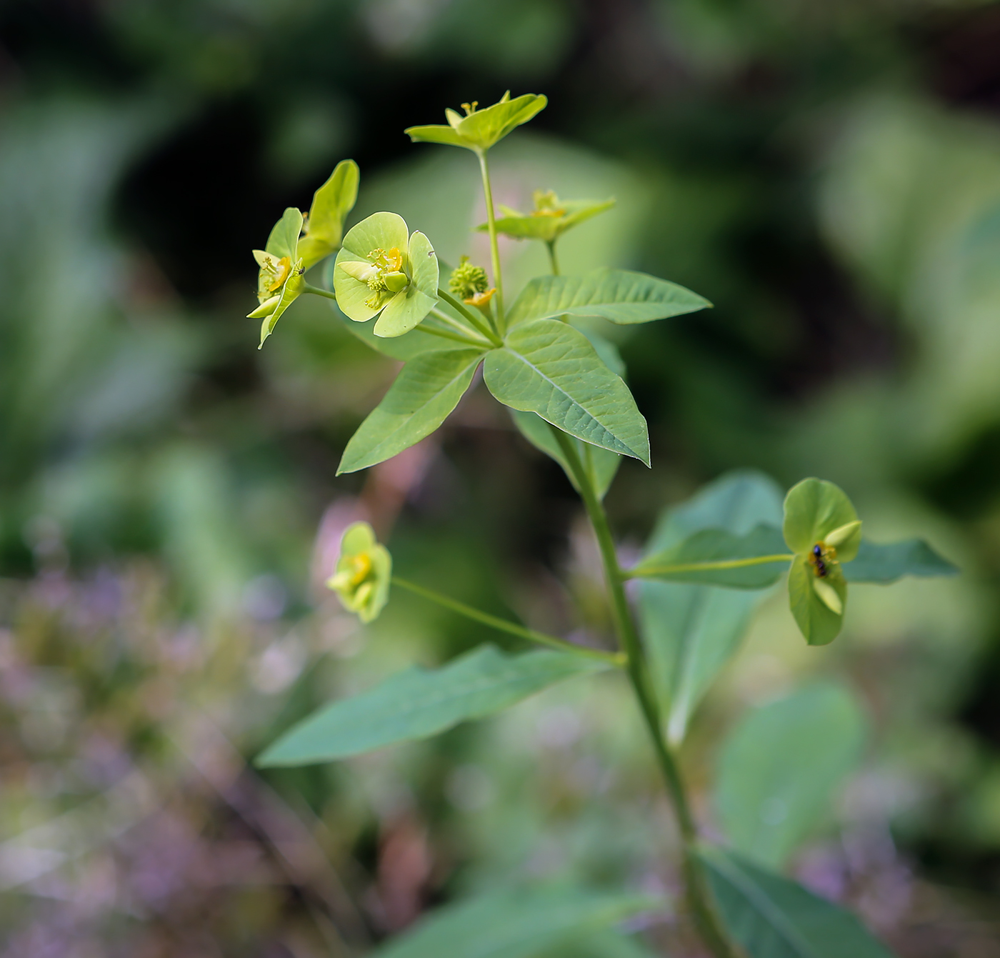 Image of Euphorbia squamosa specimen.