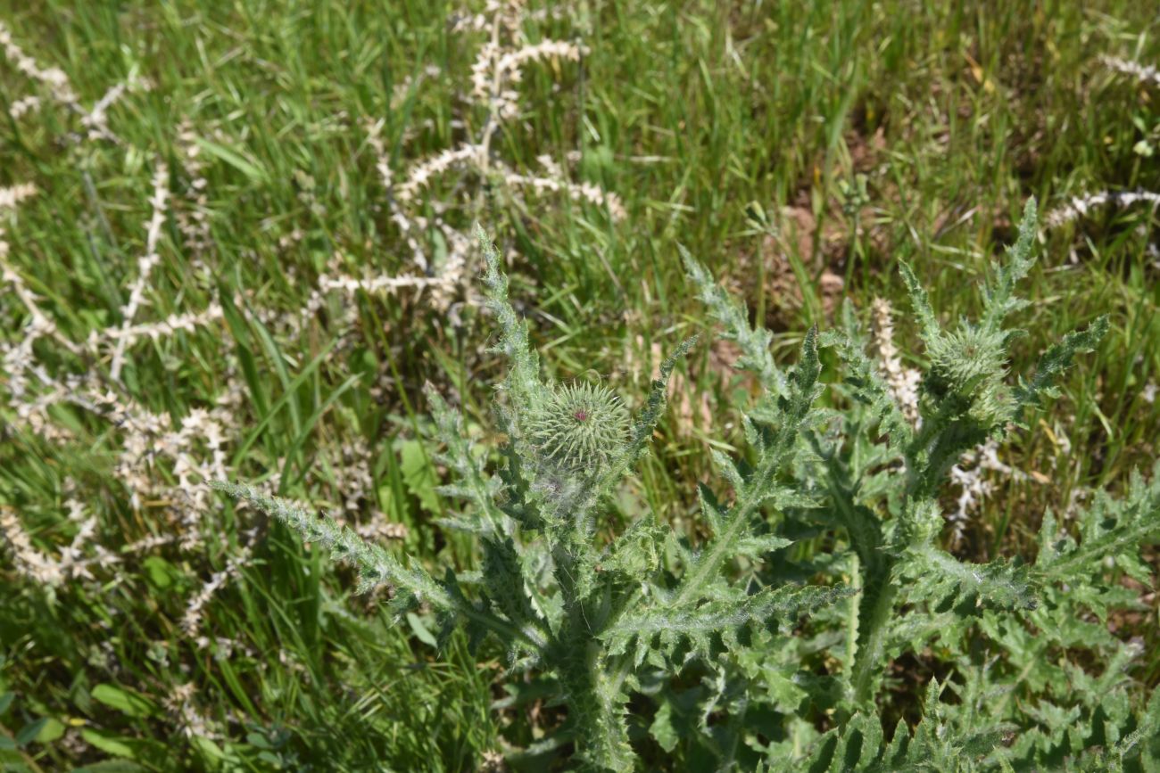 Image of genus Carduus specimen.
