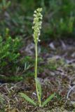 Pseudorchis albida