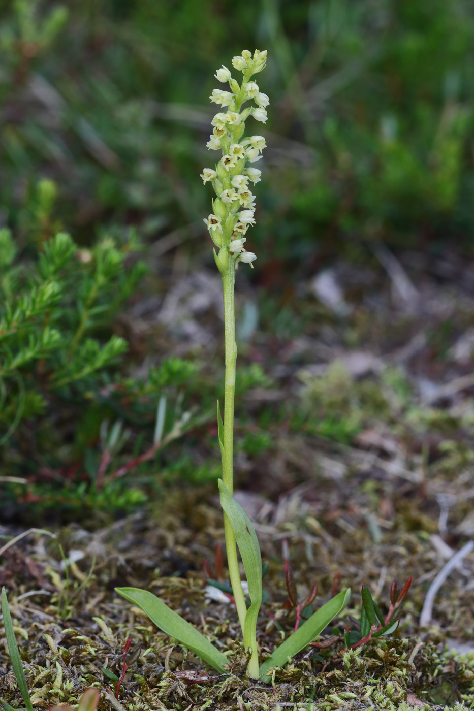 Изображение особи Pseudorchis albida.
