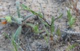 Calendula arvensis. Отцветшее растение. Израиль, г. Ашдод, пустырь на песках. 01.03.2011.