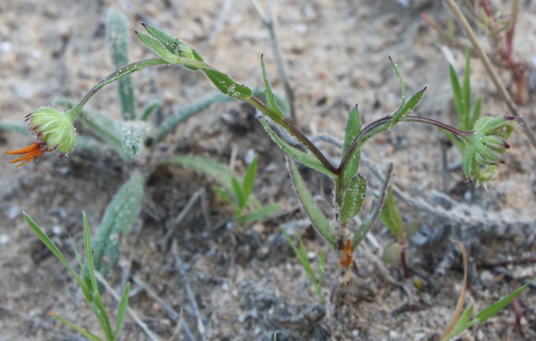 Изображение особи Calendula arvensis.