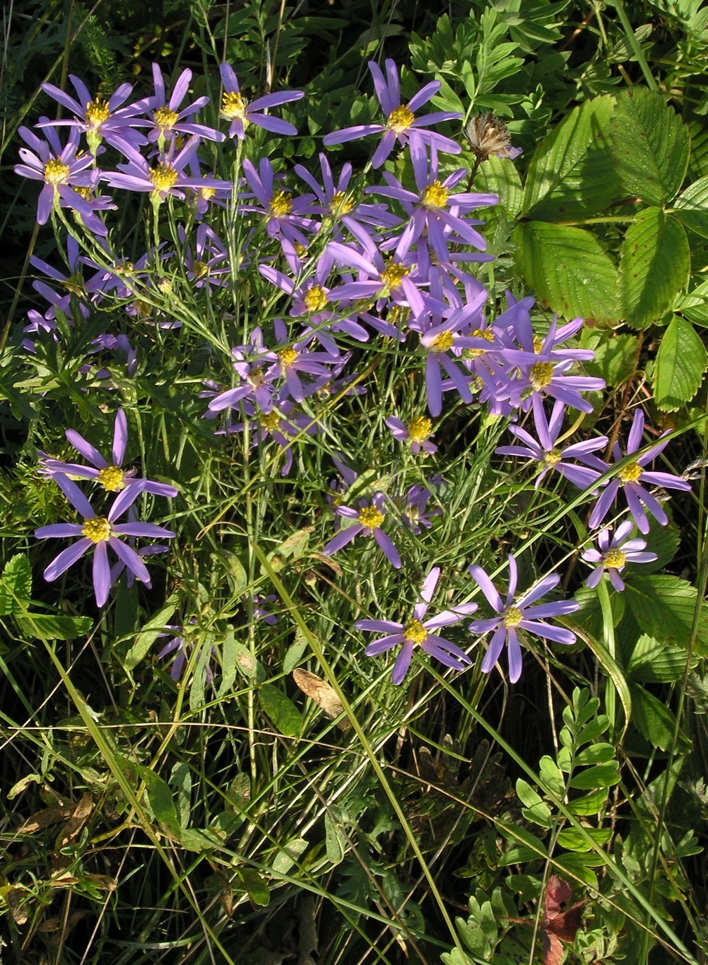 Изображение особи Galatella angustissima.