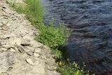 род Rorippa. Цветущие растения. Псковская обл., Псковский р-н, окр. погоста Выбуты, берег р. Великая, на известняке. 02.08.2025.