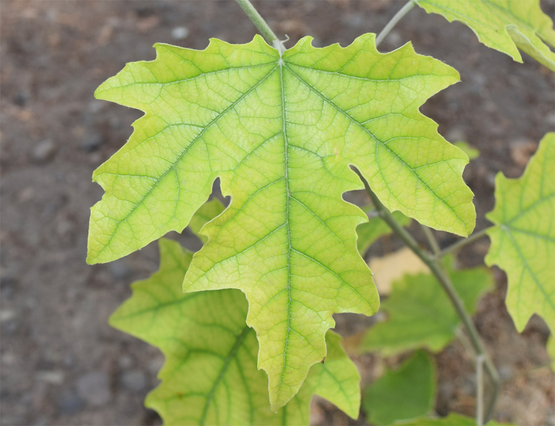 Изображение особи Populus alba.