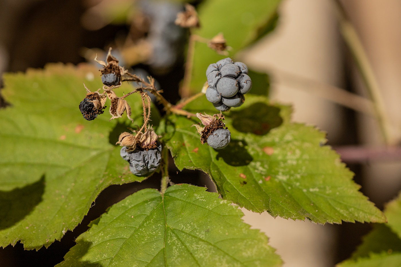 Изображение особи Rubus caesius.