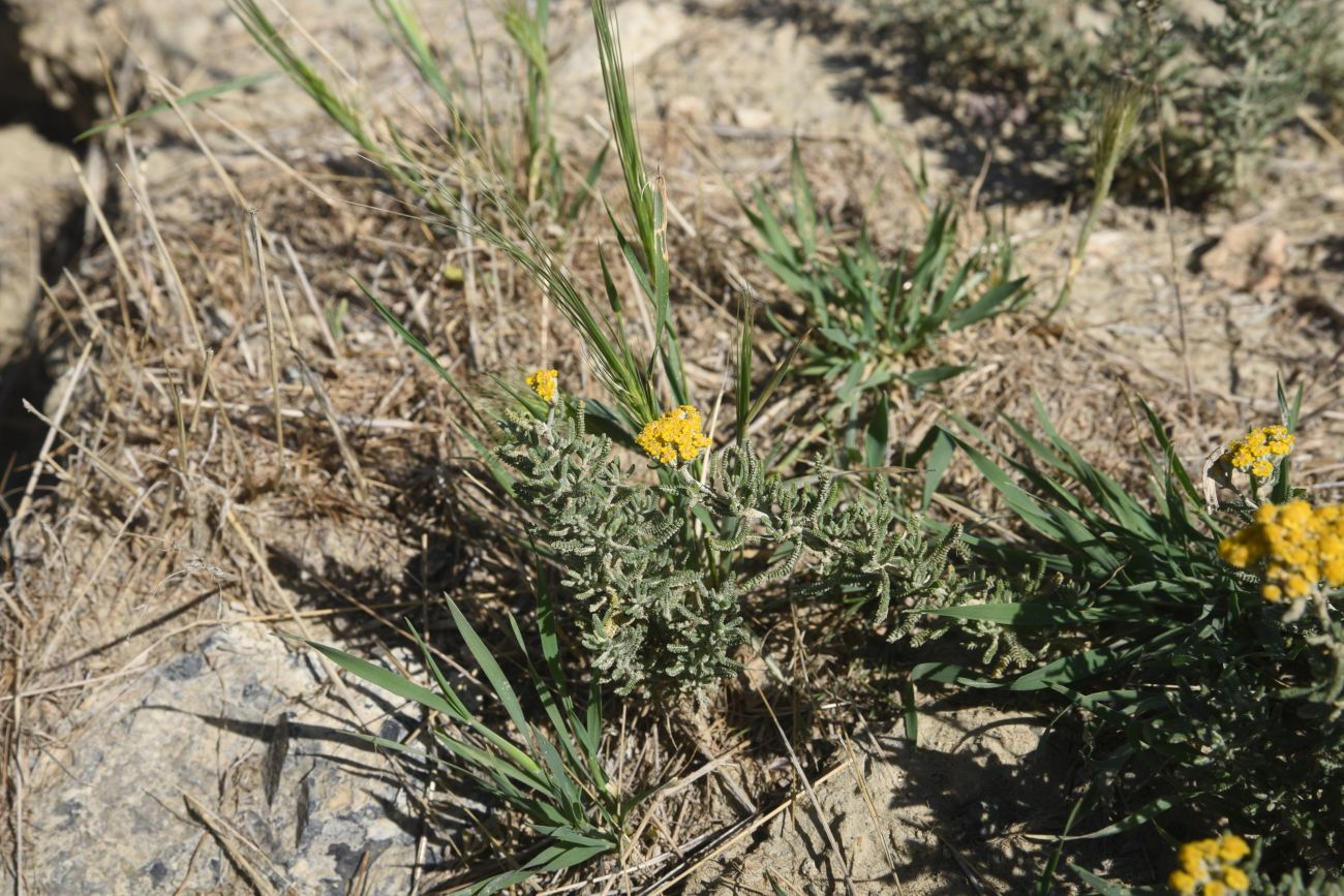 Изображение особи род Achillea.