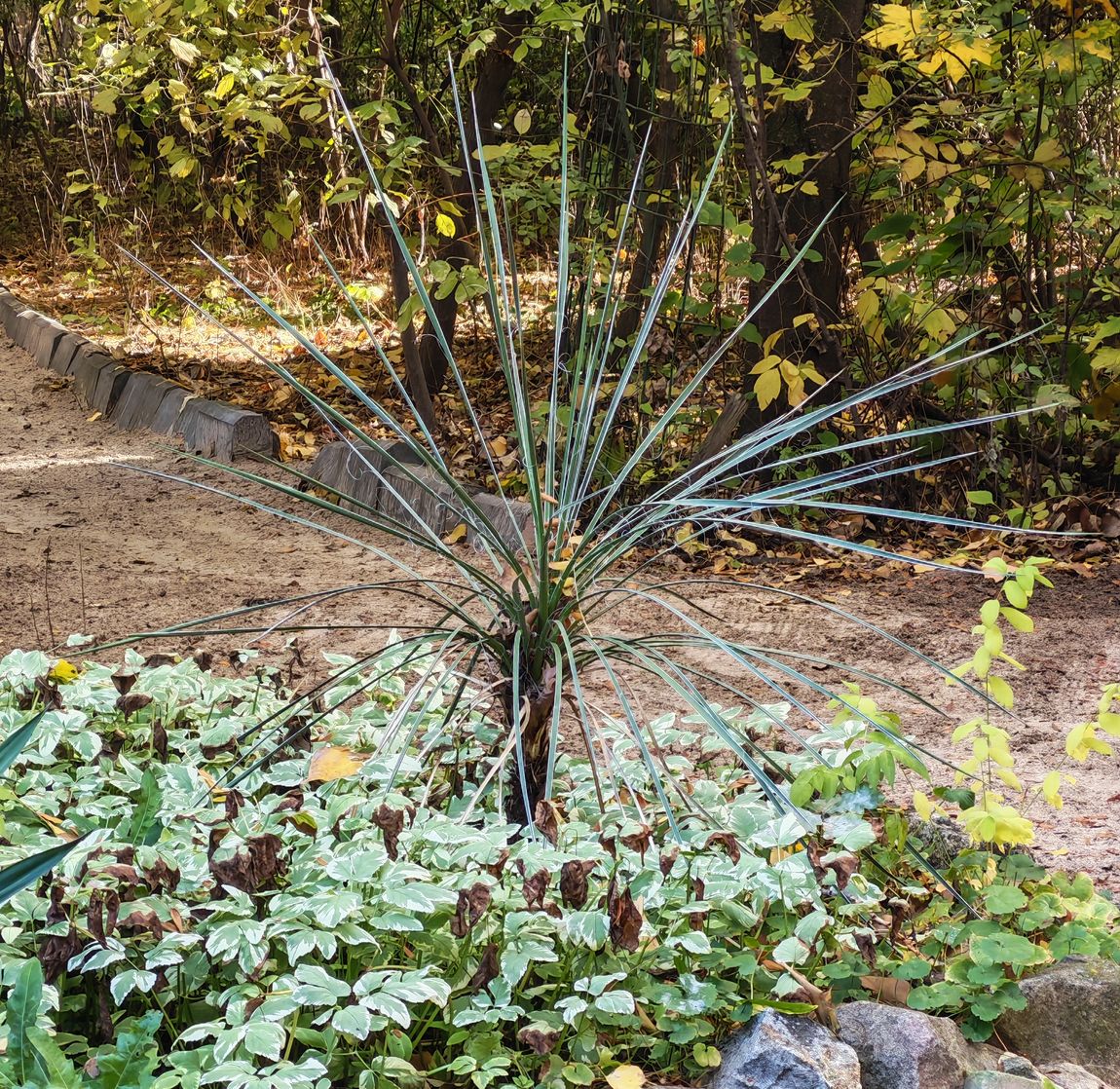 Изображение особи род Yucca.