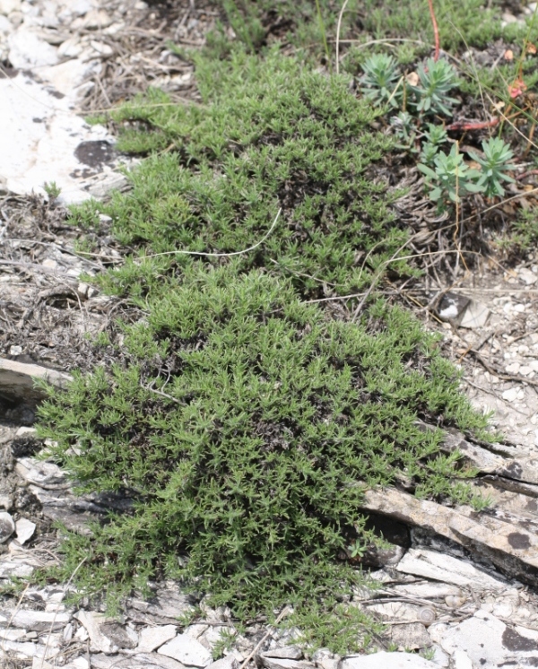 Image of Thymus helendzhicus specimen.