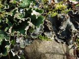 Peltigera aphthosa. Таллом на почве (рядом - веточки мха). Хабаровский край, окр. г. Комсомольск-на-Амуре, смешанный лес. 03.09.2025.