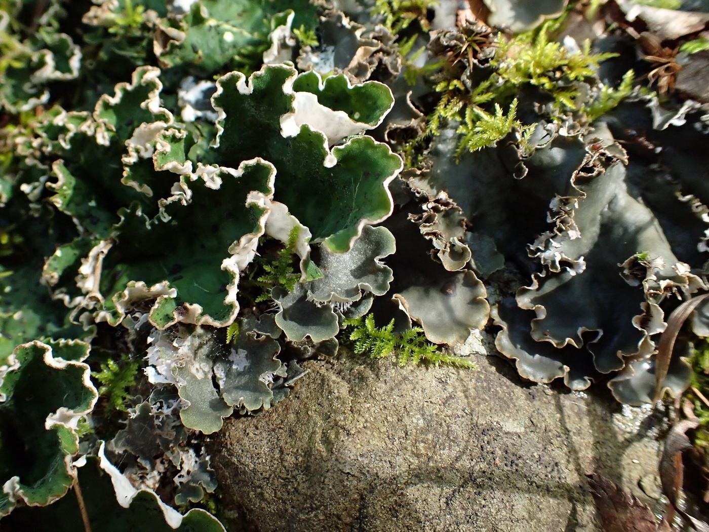 Image of Peltigera aphthosa specimen.