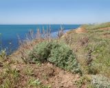 Image of taxon representative. Author is Татьяна Винокурова