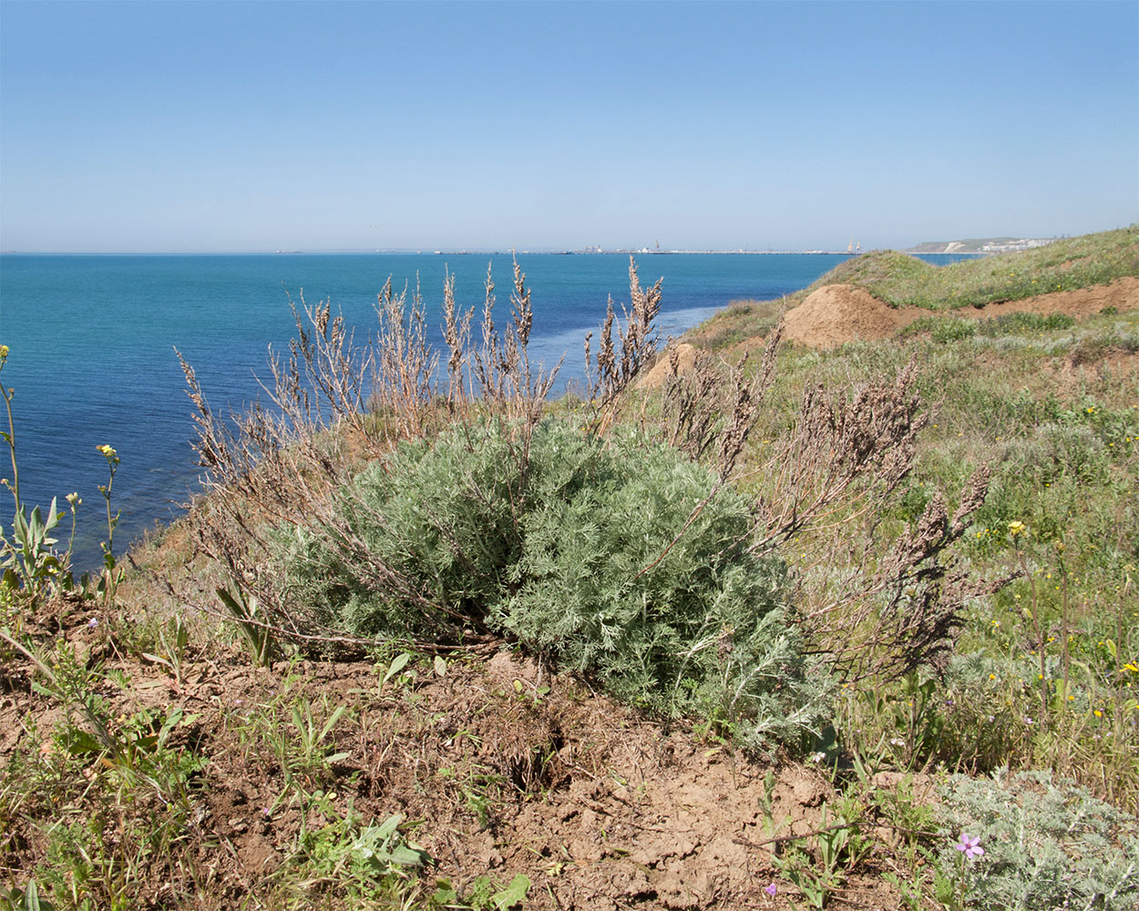 Image of Artemisia santonicum specimen.