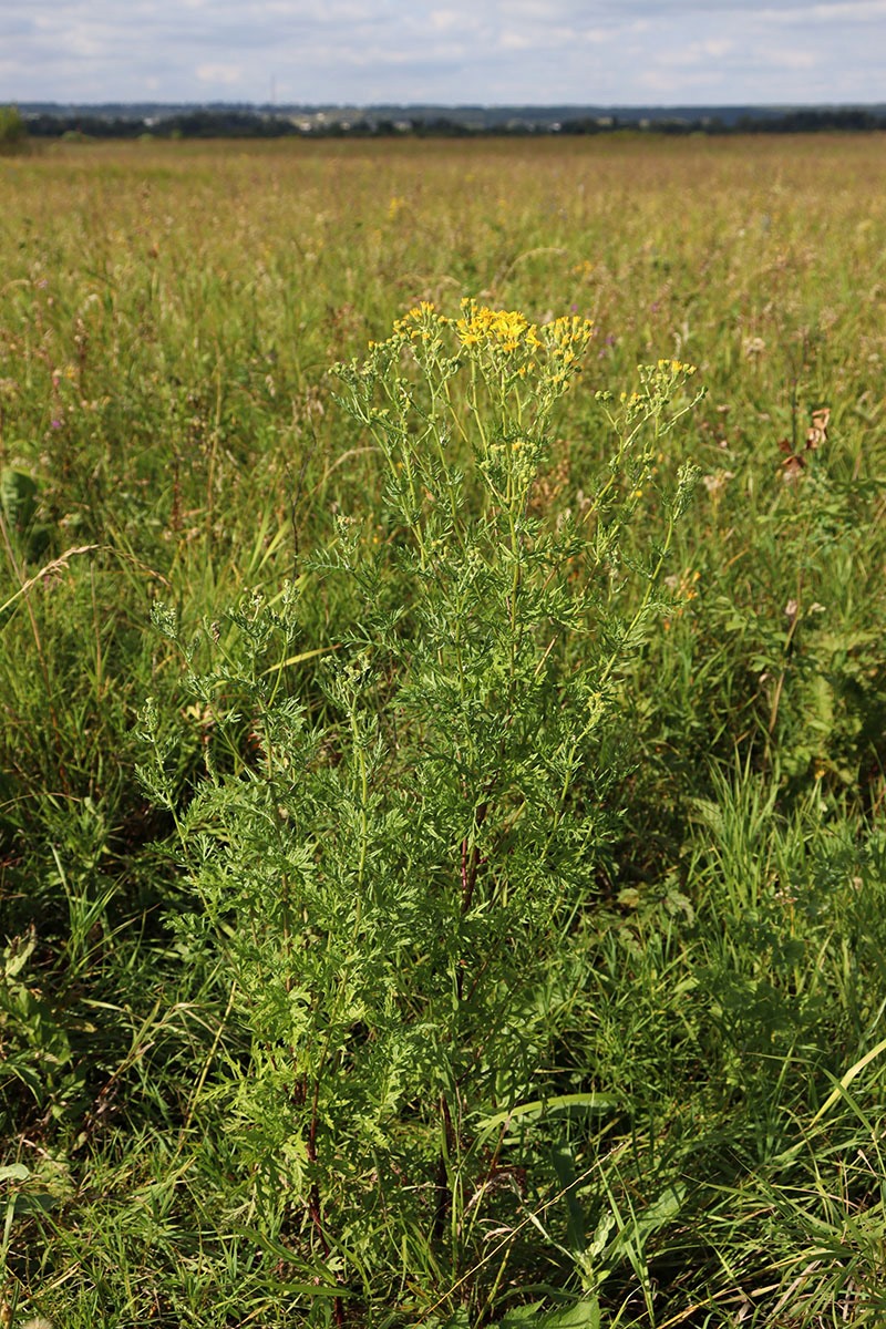 Image of Senecio erucifolius specimen.