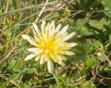 Taraxacum confusum. Соцветие. Кабардино-Балкария, Черекский р-н, гора Хазнибаши, ≈ 2900 м н.у.м., альпийский луг. 30.07.2025.