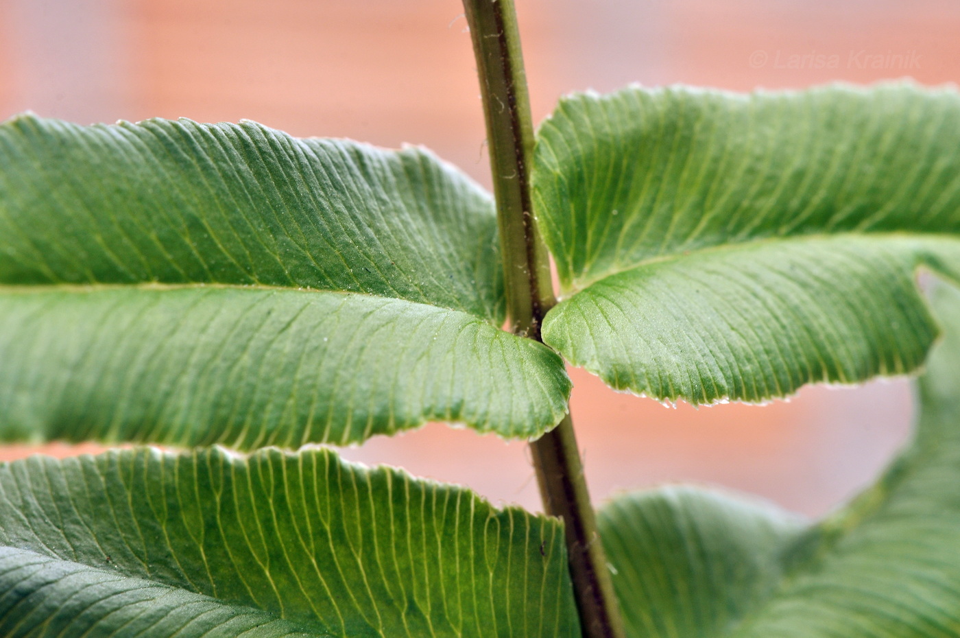 Image of Pteris vittata specimen.