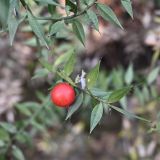 Ruscus aculeatus. Веточка с плодом. Крым, Ялта, пгт Ливадия, \"Солнечная тропа\". 07.01.2026.