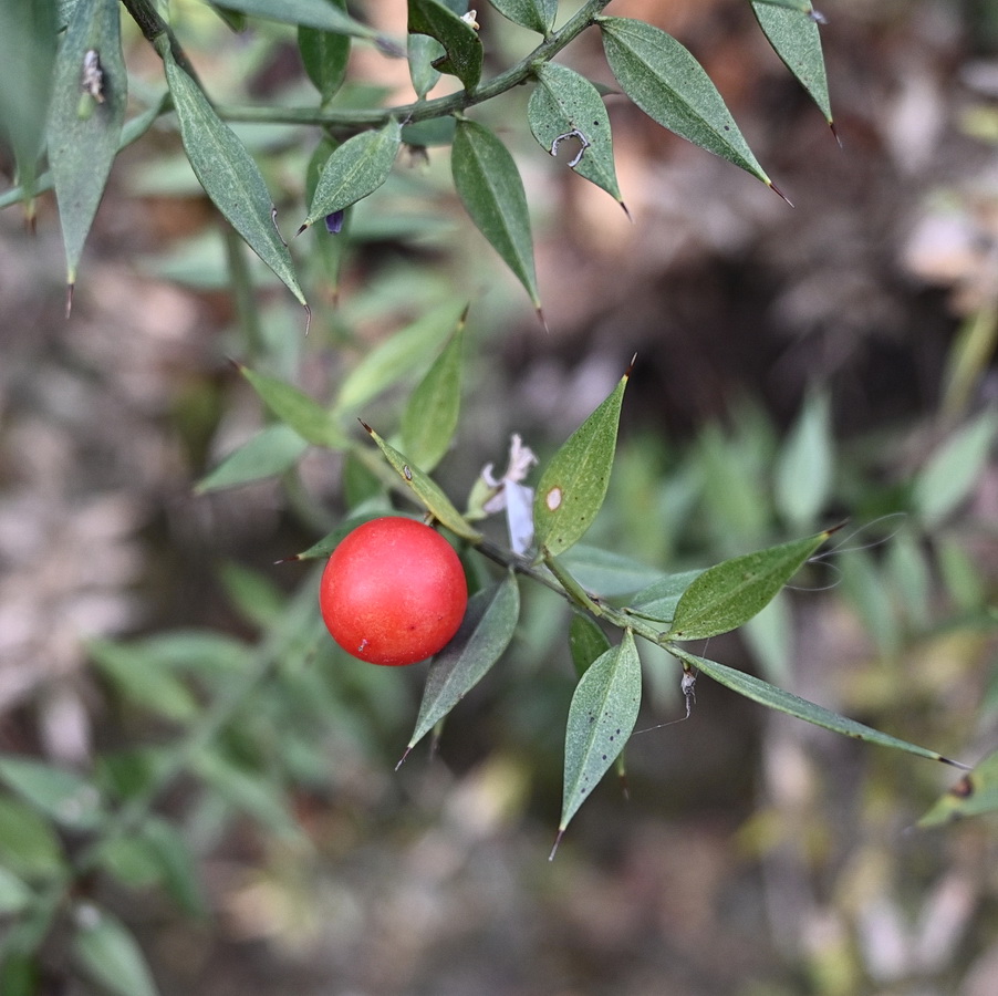 Изображение особи Ruscus aculeatus.