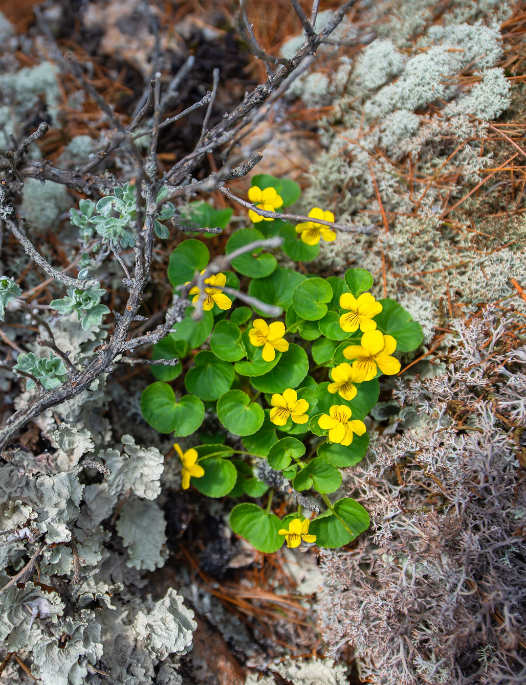 Image of Viola biflora specimen.