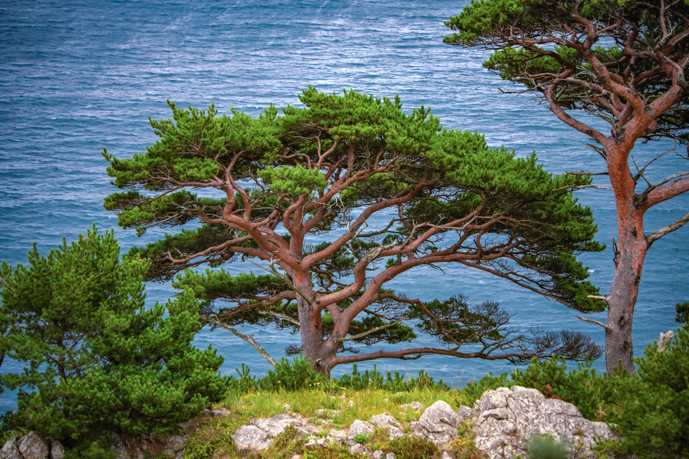 Изображение особи Pinus densiflora.