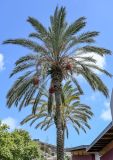 Phoenix canariensis. Верхняя часть ствола и крона плодоносящего растения. Португалия, о-в Мадейра, г. Машику, в культуре. 20.08.2025.
