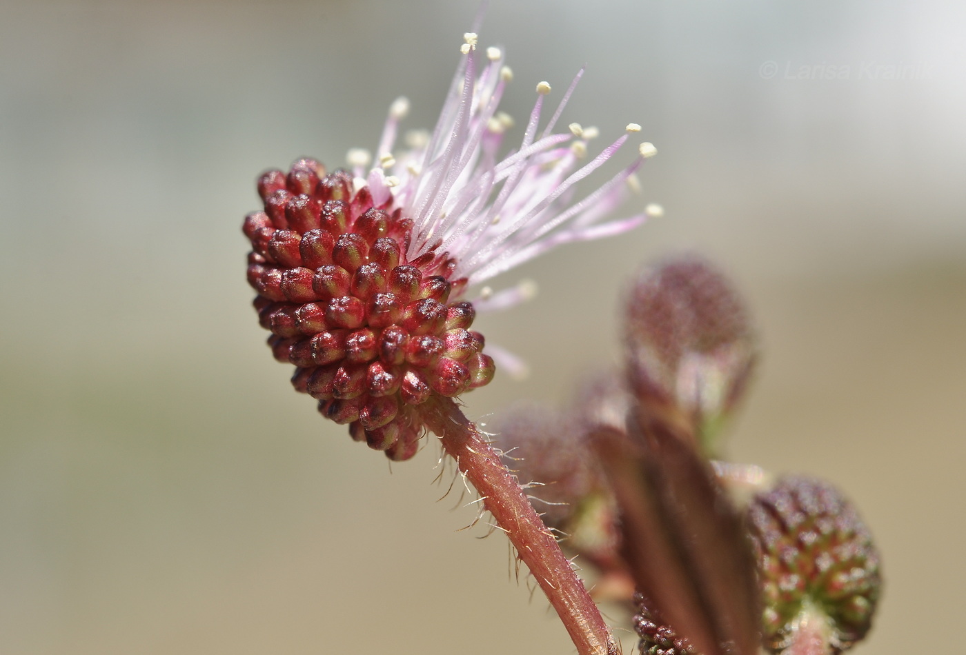 Image of Mimosa pudica specimen.