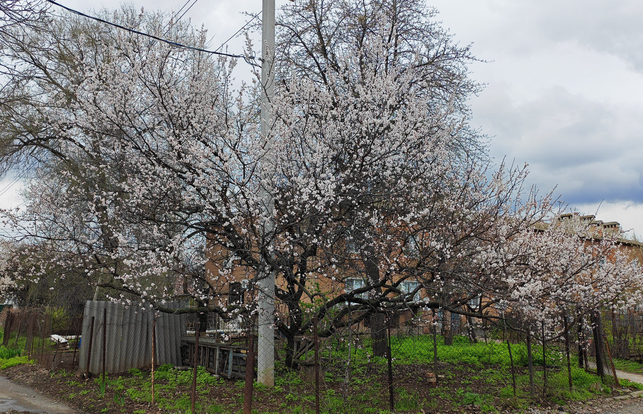 Image of Armeniaca vulgaris specimen.