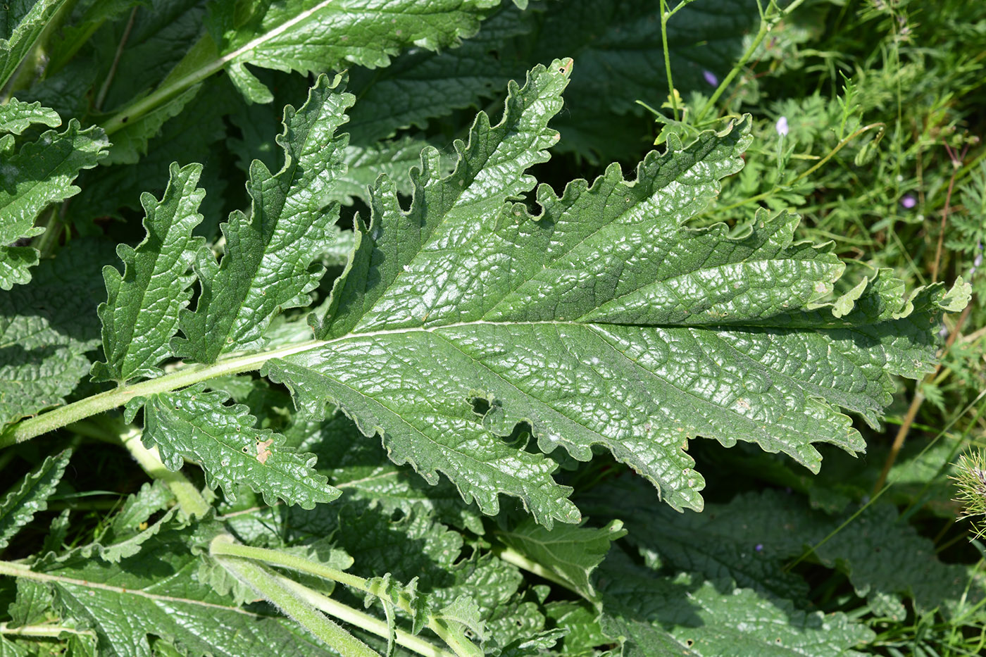 Image of Phlomoides labiosa specimen.