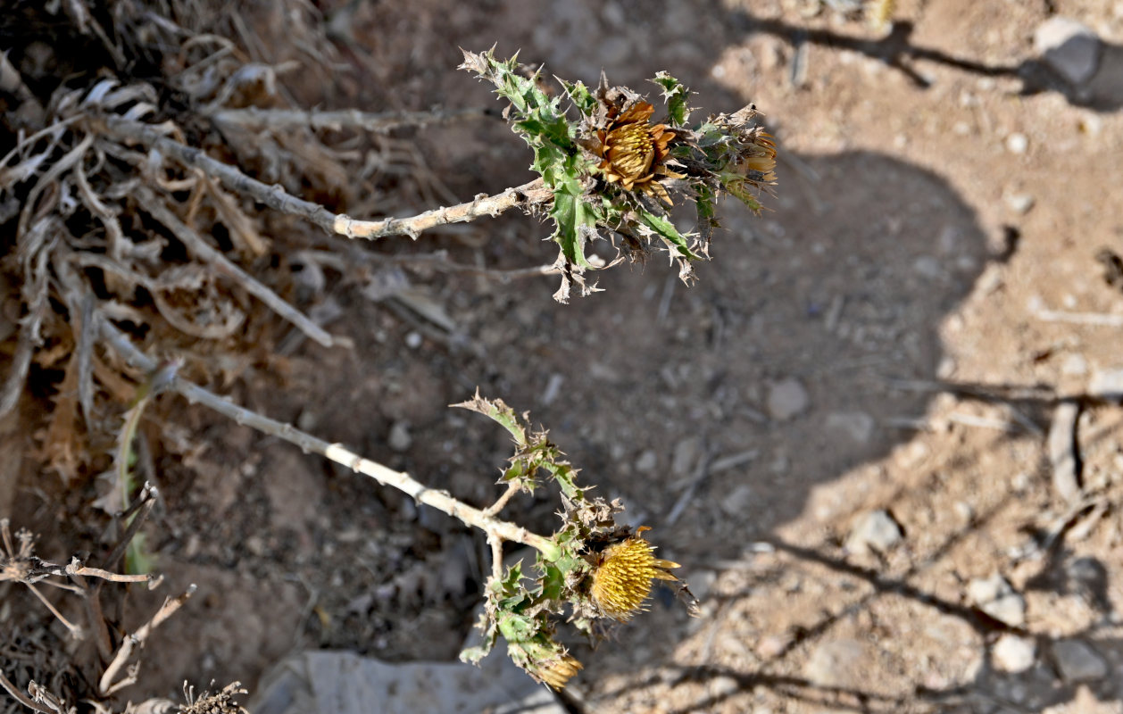 Изображение особи Carlina hispanica.