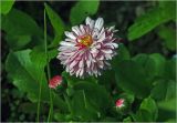 Bellis perennis
