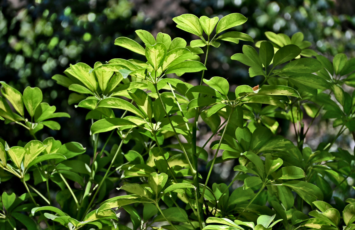 Изображение особи Heptapleurum arboricola.