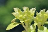 Chrysosplenium pilosum