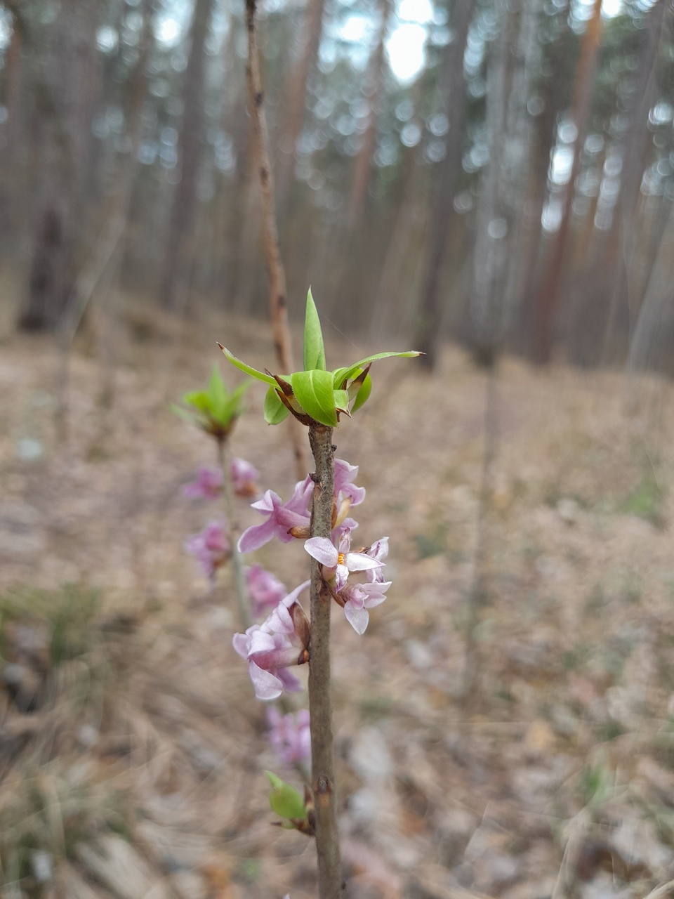 Image of Daphne mezereum specimen.