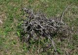 Pyrus caucasica. Угнетённое растение. Грузия, край Самцхе-Джавахети, Ниноцминдский муниципалитет, окр. с. Гандзани, выс. 2170 м н.у.м., край луга в 10 м от бровки соснового леса. 7 июня 2026 г.