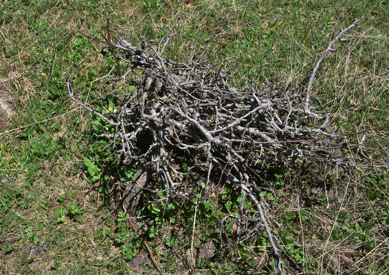 Image of Pyrus caucasica specimen.