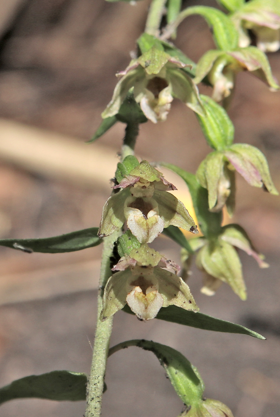 Image of Epipactis helleborine specimen.