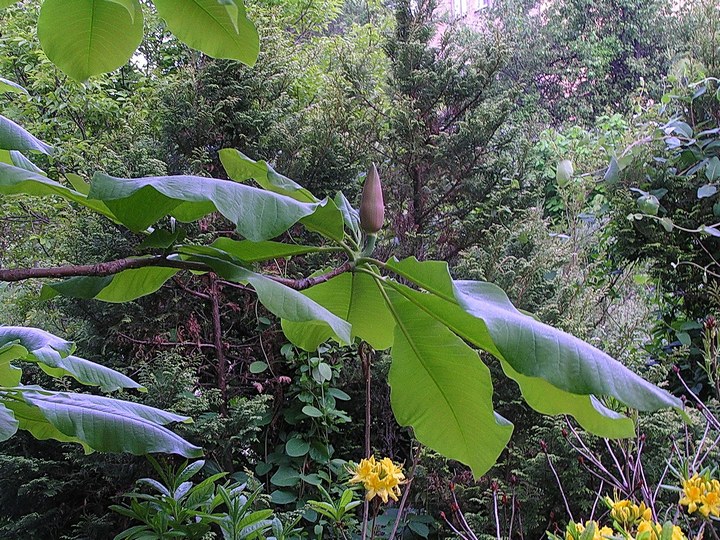 Изображение особи Magnolia hypoleuca.