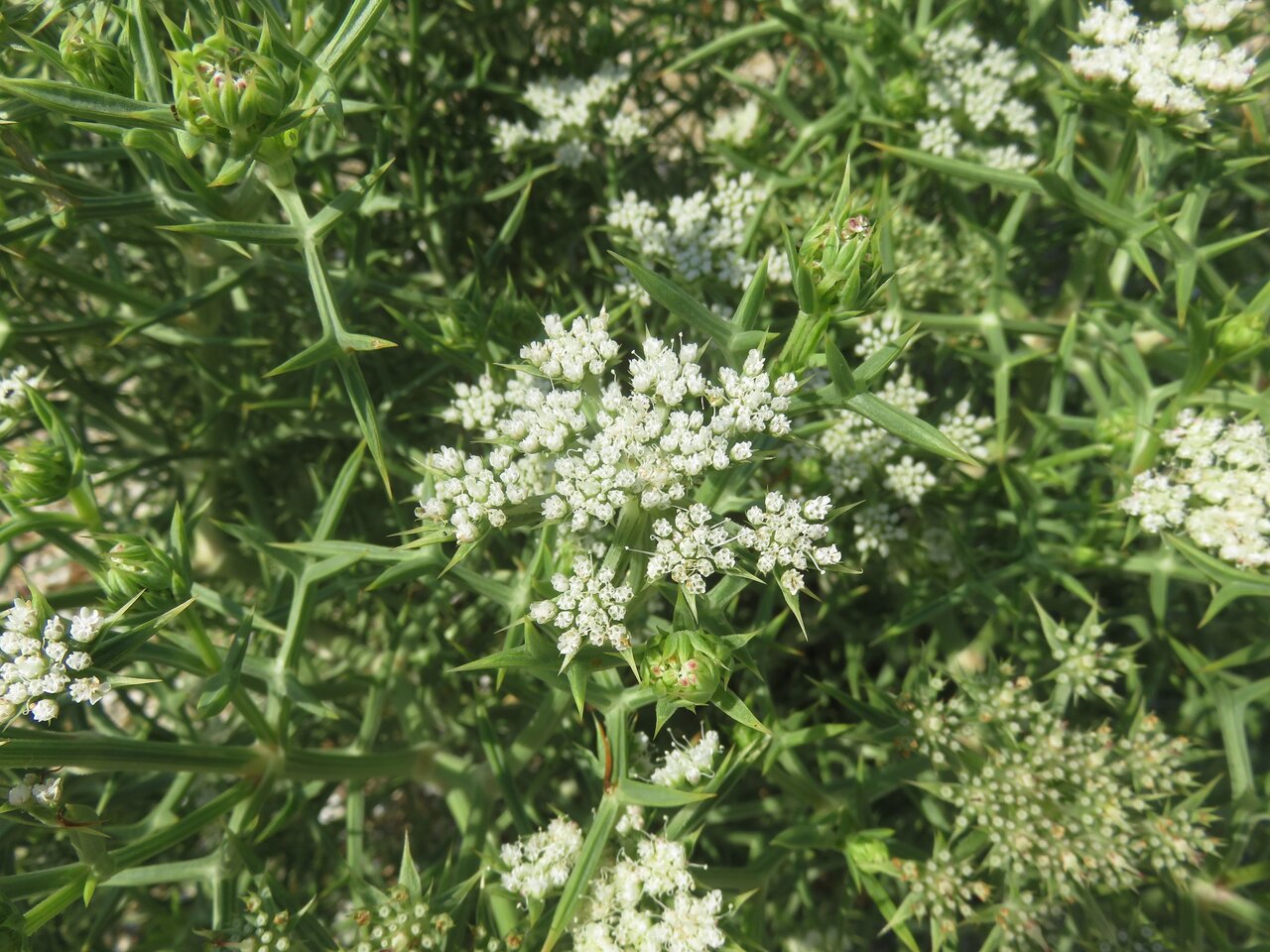 Image of Echinophora spinosa specimen.