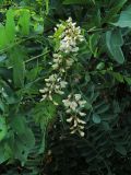 Robinia pseudoacacia. Соцветия вторичного цветения. Ульяновск, Заволжский р-н, уличное насаждение. 11.08.2026.