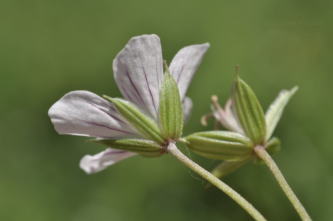 Image of genus Geranium specimen.