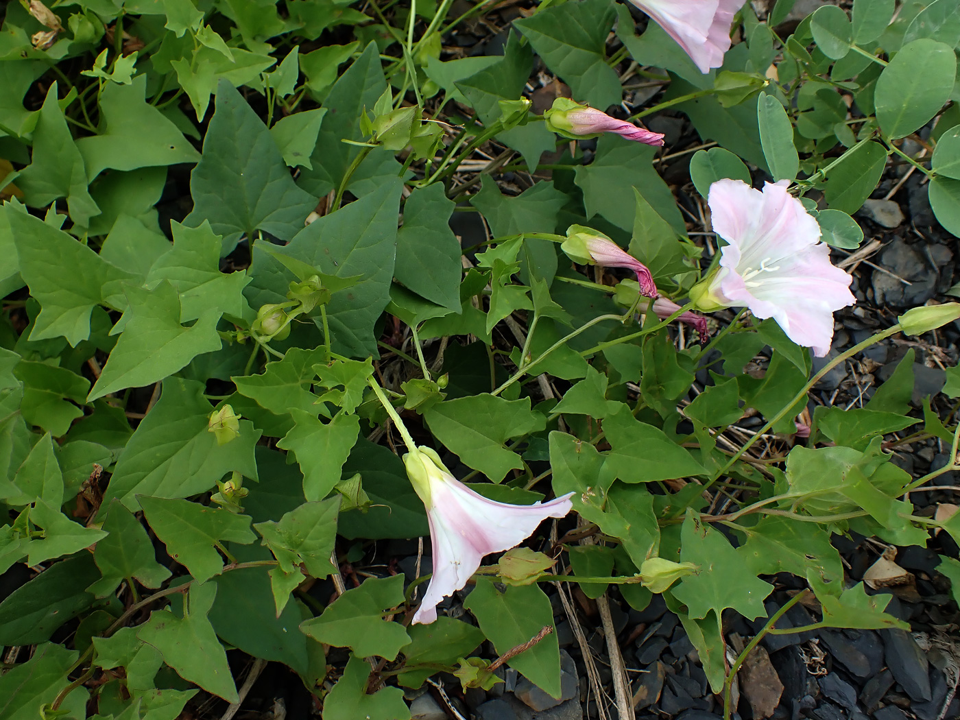 Изображение особи Calystegia amurensis.