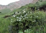Rosa beggeriana. Цветущее растение. Кыргызстан, Нарынская обл., Ак-Талинский р-н, 16 км к юго-западу от с. Кош-Дёбё. ~ 2600 м н.у.м., разнотравный луг на каменисто-глинистом склоне. 07.07.2026.